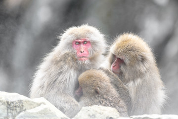 group of japanese macaque (snow monkey) cuddling portrait
