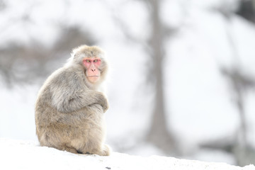 japanese macaque (snow monkey) portrait