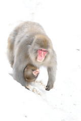 japanese macaque (snow monkey) mother walking and holding a baby portrait