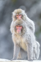 two japaneses macaques (snow monkey) ridding on each other portrait