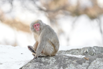japanese macaque (snow monkey) portrait sitting on a rock