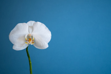 Fototapeta na wymiar White Orchid on Blue