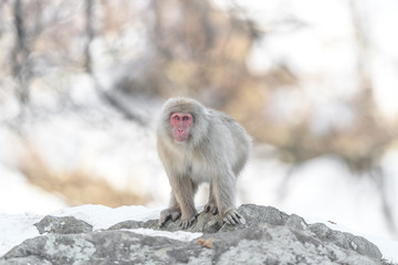 japanese macaque (snow monkey) walking on a rock