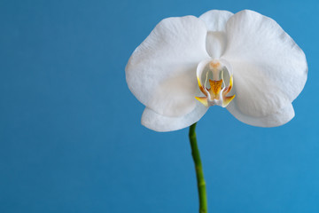 White Orchid on Blue