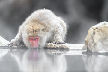 japanese macaque drinking water with mirror reflexion(snow monkey) portrait