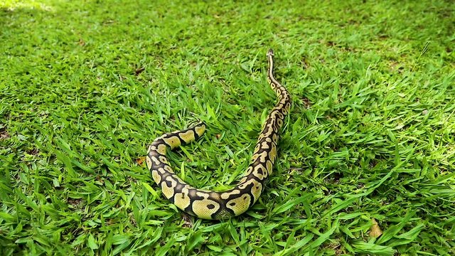 Beautiful real python loose in nature.