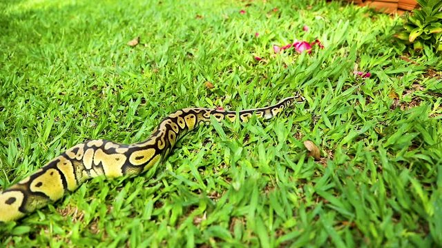 Closeup of real python crawling on the green grass.