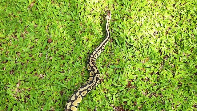 Real python (Python regius) crawling on the green grass.