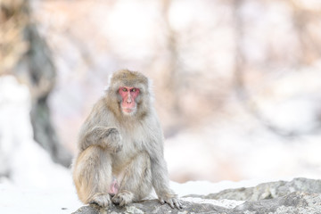 japanese macaque (snow monkey) portrait sitting on a rock