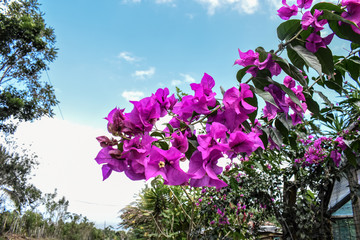 Flores moradas con cielo azul despejado