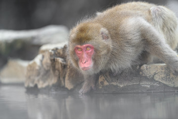 japanese macaque (snow monkey) portrait