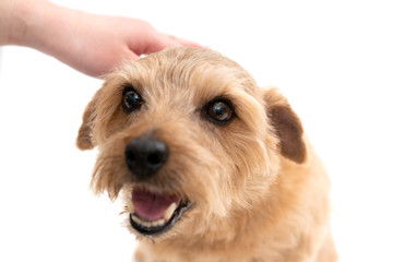 撫でられているノーフォークテリア犬