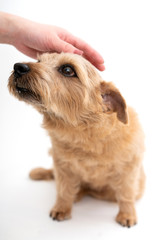 撫でられているノーフォークテリア犬
