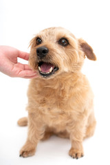 撫でられているノーフォークテリア犬