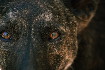 Dog's Eyes