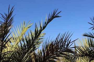 palm leaves silhouette in sky