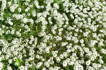 White flowers and green grass background. White flowers texture.