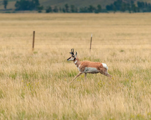 Pronghorn running through fenced pastureland.