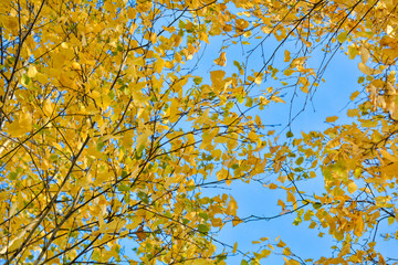 Autumn background with yellow leaves are birch tree on vibrant blue sky