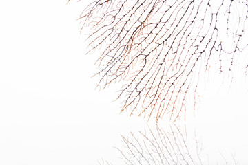 Close up of Sea Fan Branch with Space for Text