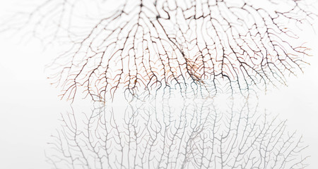 Close up of Sea Fan Branch with Space for Text