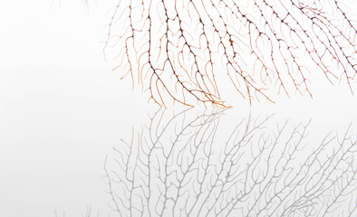 Close up of Sea Fan Branch with Space for Text