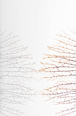 Close up of Sea Fan Branch with Space for Text