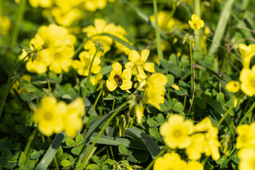 Abeja en una flor amarilla