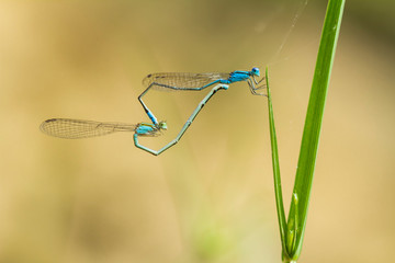 dragonfly on a blade of grass