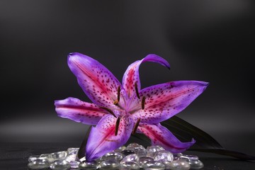 Selective focus closeup shot of a single fully bloomed stargazer with laid on glass pebbles - obrazy, fototapety, plakaty