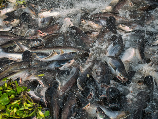  Group of pangasius eating food in the rivers of Thailand.