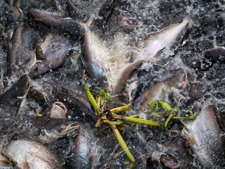  Group of pangasius eating food in the rivers of Thailand.