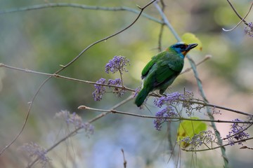 Muller's Barbet(Megalaima oorti nuchalis),in the Taiwan.