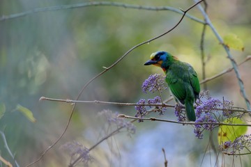 Muller's Barbet(Megalaima oorti nuchalis),in the Taiwan.