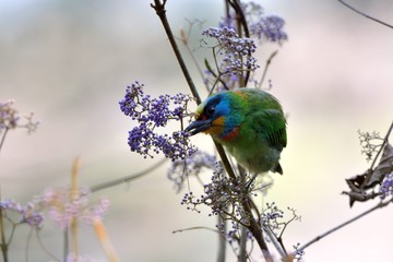 Muller's Barbet(Megalaima oorti nuchalis),in the Taiwan.