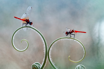 Two Red Dragonfly