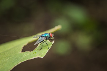Close up of colorful housefly sitting on leaf