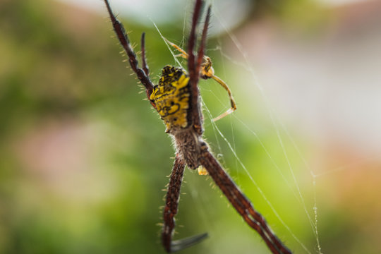 Close up Macro shot of Asian garden spider with blurred background