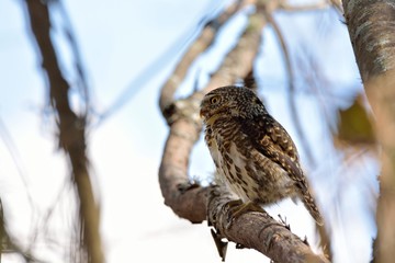 Barred Owlet(Collared Owlet Glaucidium brodiei),Endemic to Taiwan.
