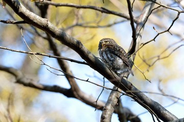 Barred Owlet(Collared Owlet Glaucidium brodiei),Endemic to Taiwan.