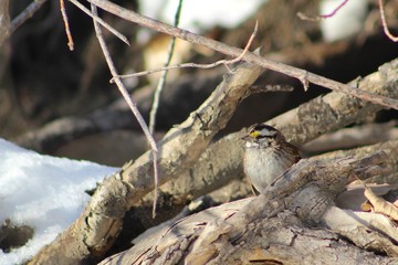 Bird in Branches