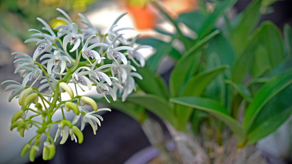 Dendrobium speciosum