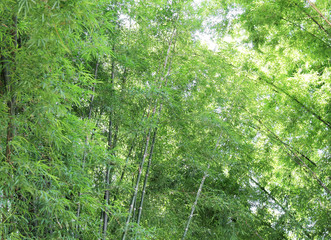 Fototapeta na wymiar Bamboo green nature background