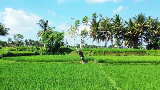 Green rice growing on agricultural farm with square parcels surrounded by tall palm trees, rural landscape in Thailand