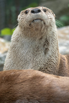 A funny photo of an otter just waiting to be captioned for a meme.