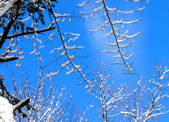 Falling snow from the tree, natural scene from Wisconsin 