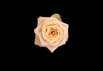isolated beautiful rose on black background