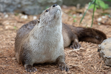 A cute river otter close up with wet fur after taking a dip in the water.