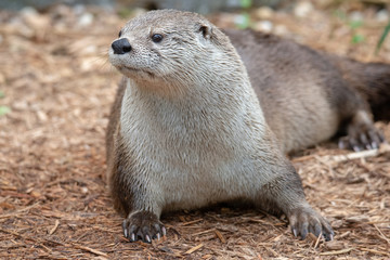 A cute river otter close up with wet fur after taking a dip in the water.