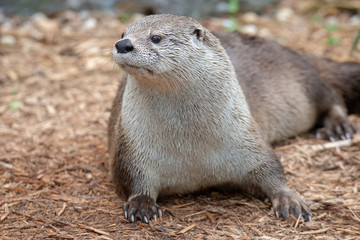 A cute river otter close up with wet fur after taking a dip in the water.